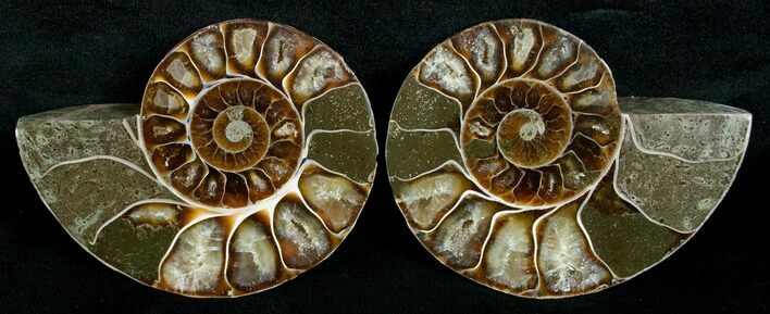 Cut & Polished Desmoceras Ammonite - #5394